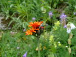 Hieracium Aurantiacum
